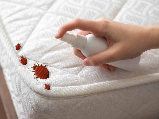 Best Spider Control Near Me  in Newcastle, OK